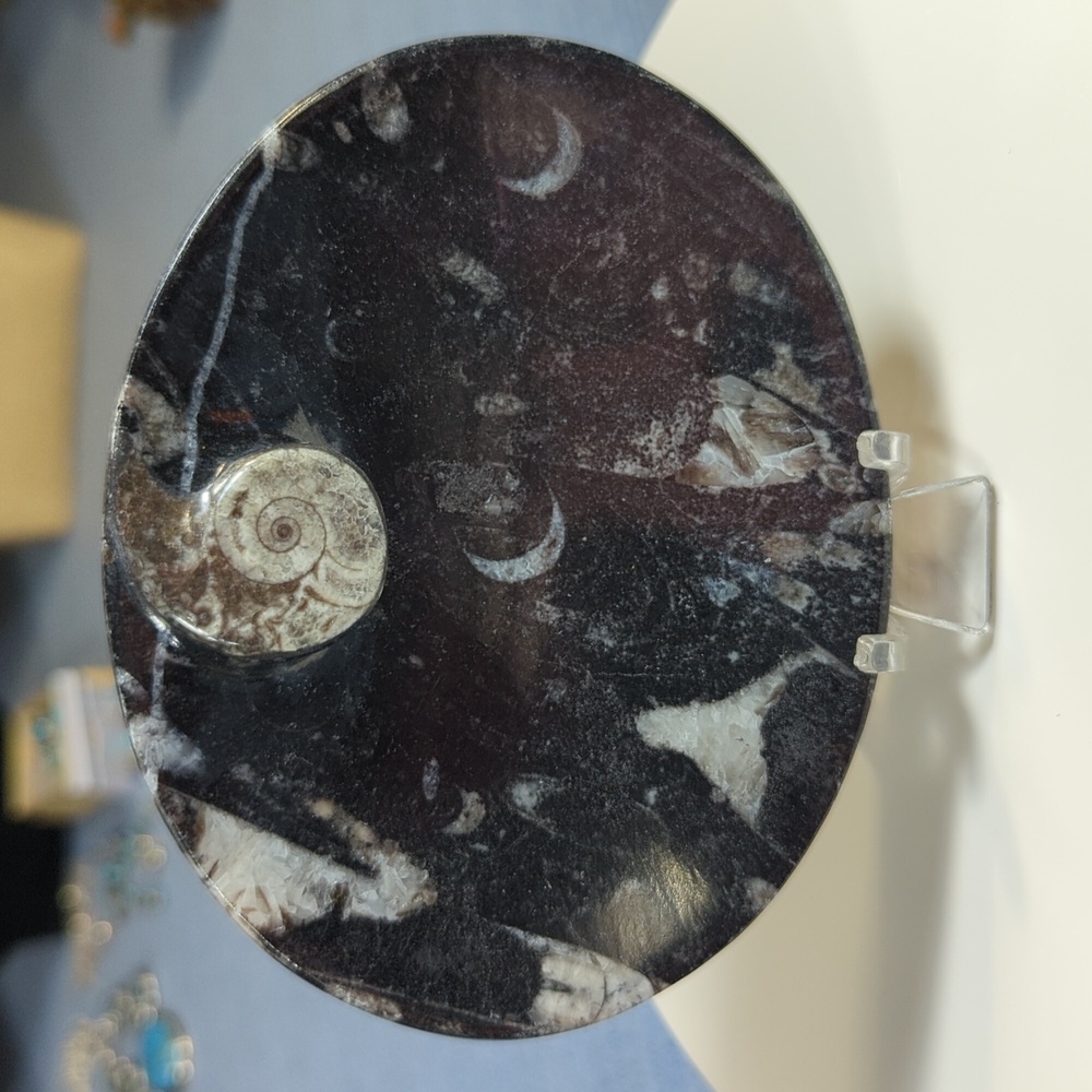 Oval Shaped Fossil Orthoceras Dish